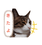 ニャンズ6（個別スタンプ：19）