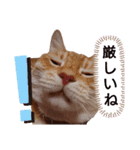 ニャンズ6（個別スタンプ：21）