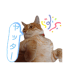 ニャンズ6（個別スタンプ：23）
