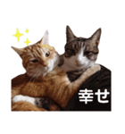 ニャンズ6（個別スタンプ：25）