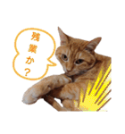 ニャンズ6（個別スタンプ：29）
