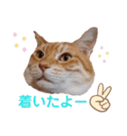 ニャンズ6（個別スタンプ：30）