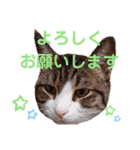 ニャンズ6（個別スタンプ：31）