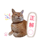 ニャンズ6（個別スタンプ：33）