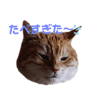 ニャンズ6（個別スタンプ：36）