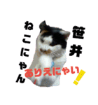 ササイササのスタンプPART.2（個別スタンプ：29）