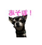 ちっこいイヌのスタンプ（個別スタンプ：2）