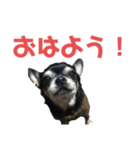 ちっこいイヌのスタンプ（個別スタンプ：3）