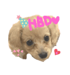 ダップーのここちゃんです☆〜（ゝ。∂）（個別スタンプ：1）