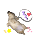 ダップーのここちゃんです☆〜（ゝ。∂）（個別スタンプ：2）