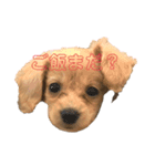 ダップーのここちゃんです☆〜（ゝ。∂）（個別スタンプ：4）