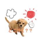 ダップーのここちゃんです☆〜（ゝ。∂）（個別スタンプ：6）