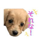 ダップーのここちゃんです☆〜（ゝ。∂）（個別スタンプ：7）