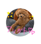 くぅちゃん。2（個別スタンプ：5）
