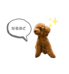 くぅちゃん。2（個別スタンプ：8）