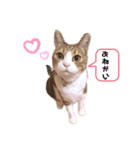 チョコメイん家（個別スタンプ：3）