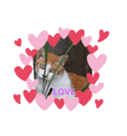 日常生活(英語)（個別スタンプ：1）