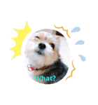 日常生活(英語)（個別スタンプ：5）
