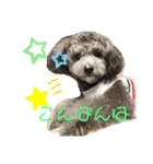 トイプーぱーるのコメントスタンプ5（個別スタンプ：5）