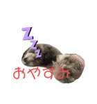 トイプーぱーるのコメントスタンプ5（個別スタンプ：6）