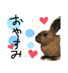 うさほん（個別スタンプ：4）