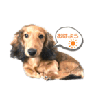 にこわん（個別スタンプ：1）