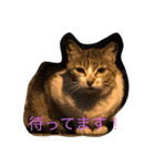 港猫ちゃん（個別スタンプ：1）