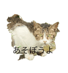 港猫ちゃん（個別スタンプ：3）