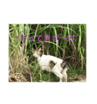港猫ちゃん（個別スタンプ：4）
