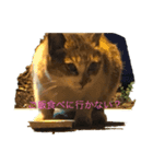 港猫ちゃん（個別スタンプ：6）