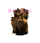 港猫ちゃん（個別スタンプ：7）