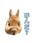 シエコロ（個別スタンプ：1）