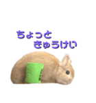 シエコロ（個別スタンプ：3）