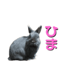 シエコロ（個別スタンプ：4）