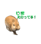 シエコロ（個別スタンプ：5）