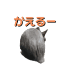 シエコロ（個別スタンプ：6）