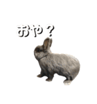 シエコロ（個別スタンプ：8）