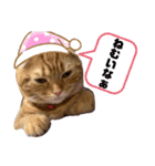 ちゃちゃ猫（個別スタンプ：1）
