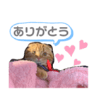 ちゃちゃ猫（個別スタンプ：2）