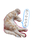 ちゃちゃ猫（個別スタンプ：3）