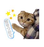 ちゃちゃ猫（個別スタンプ：4）