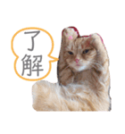 ちゃちゃ猫（個別スタンプ：5）