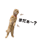 ちゃちゃ猫（個別スタンプ：7）