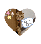 ちゃちゃ猫（個別スタンプ：8）