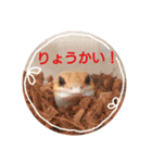 レオパ時々ねこ（個別スタンプ：1）