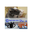 レオパ時々ねこ（個別スタンプ：4）