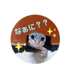 レオパ時々ねこ（個別スタンプ：6）