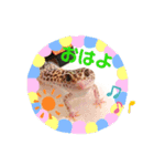 レオパ時々ねこ（個別スタンプ：8）