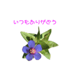 いつもありがとうのみ（個別スタンプ：2）