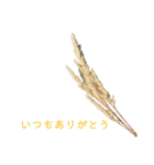 いつもありがとうのみ（個別スタンプ：11）